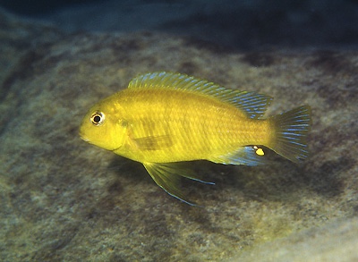 Tropheops sp. 'olive' Mara Rocks